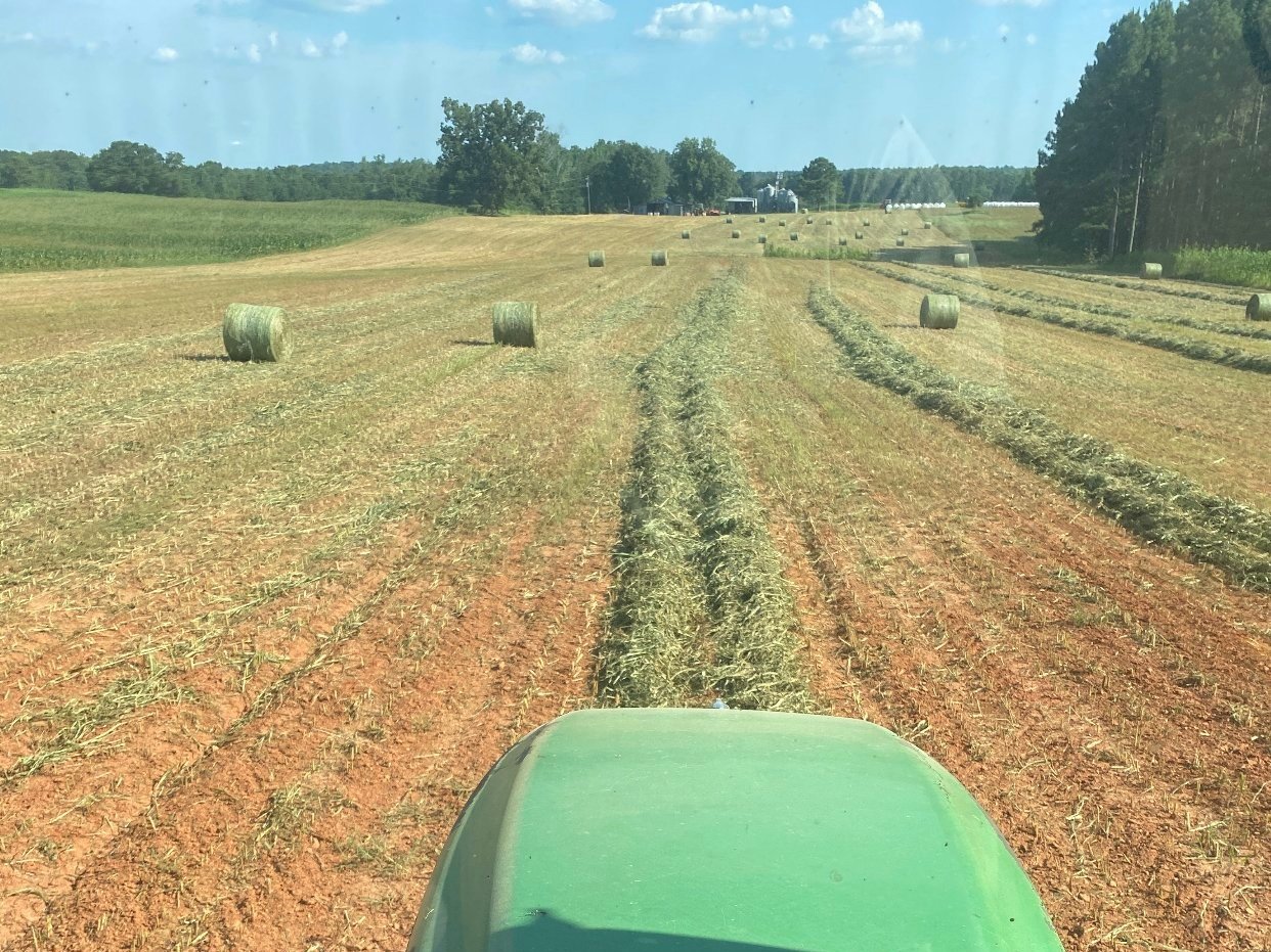 Tractor view of a field with freshly cut hay bales, showcasing rows of hay on an agricultural landscape under a clear blue sky.