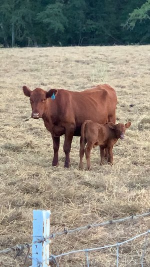 A brown cow and her calf standing in a grassy field, with a white fence in the foreground. The cow is wearing an ear tag, and the scene captures a peaceful rural setting.