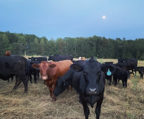 Herd of cows grazing in a field during twilight, with a full moon visible in the sky and a mix of black and brown cattle among trees in the background.