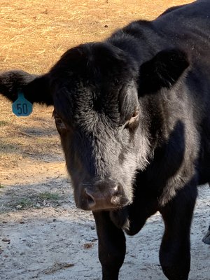 Close-up of a black calf with an identification tag numbered 50, standing in a farm environment with a blurred background of hay and dirt.