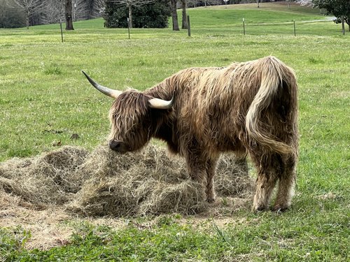 Highland cow grazing on hay in a lush green pasture, showcasing its long, shaggy coat and prominent horns.