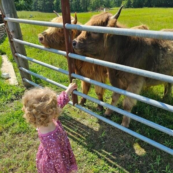 Krista+Fuller+-+image000001 A young child in a sparkling pink dress reaches through a metal gate to interact with two Highland cattle in a grassy field, showcasing a picturesque farm setting.